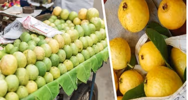 Отправляемся за фруктами в Нячанге: Гуава – тропическое яблоко с ароматом лета Отправляемся за фруктами в Нячанге: Гуава – тропическое яблоко с ароматом лета