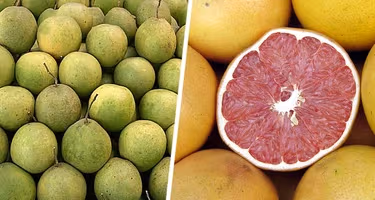 Отправляемся за фруктами в Нячанге: Помело – цитрусовый гигант с освежающим вкусом Отправляемся за фруктами в Нячанге: Помело – цитрусовый гигант с освежающим вкусом