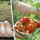 Как использовать яйца для выращивания "тысяч помидоров": эксперт раскрыл секрет