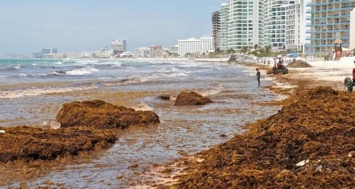 Туристов призвали не приближаться к морским водорослям из-за смертельных бактерий-вибрионов