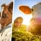 Коровий туризм: в сети набирает популярность новый необычный вид отдыха - узнайте, как он связан с коровами