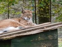 Gelžės botaninis-zoologinis draustins