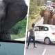 Слон вытащил туристку из автомобиля и растоптал насмерть