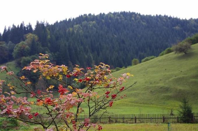 На горе калина. Калина в горах. Картинка Калина на горе. Фото калины в Карпатах.