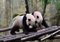 Китай - волонтер панды  http://www.tourismpanda.com/