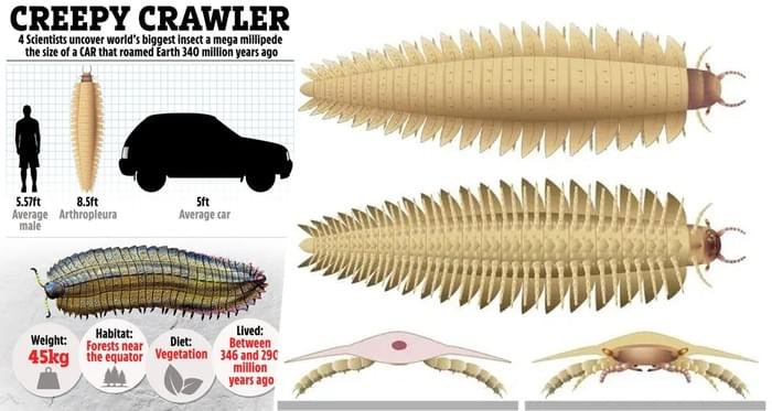 Ученые обнаружили самое большое в мире насекомое — мегамногоножку размером с автомобиль