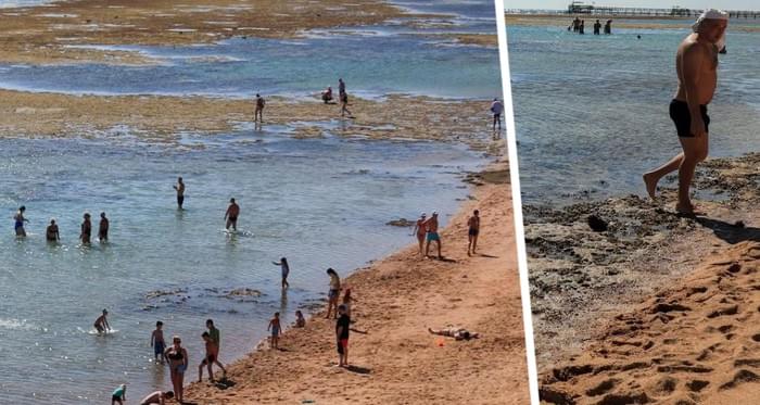 На пляжах Хургады в Красном море ушла вода: туристы бродят по мели и собирают морскую живность