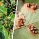 Ржавчина в саду: специалисты с Алтая рассказали дачникам, как побороть эту опасную заразу, убивающую урожай