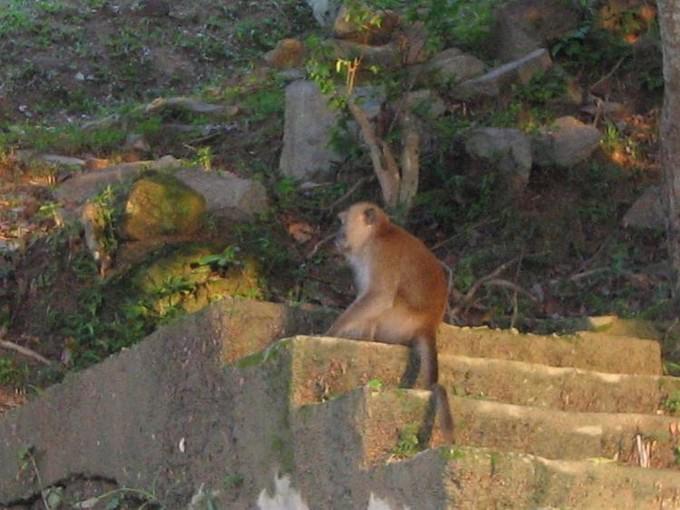 Малайзия - Malazia, TIOMAN