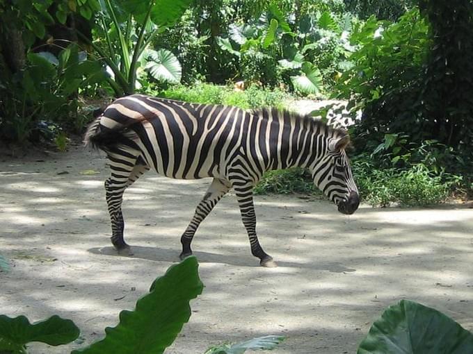 Сингапур -  Singapore, Sentosa