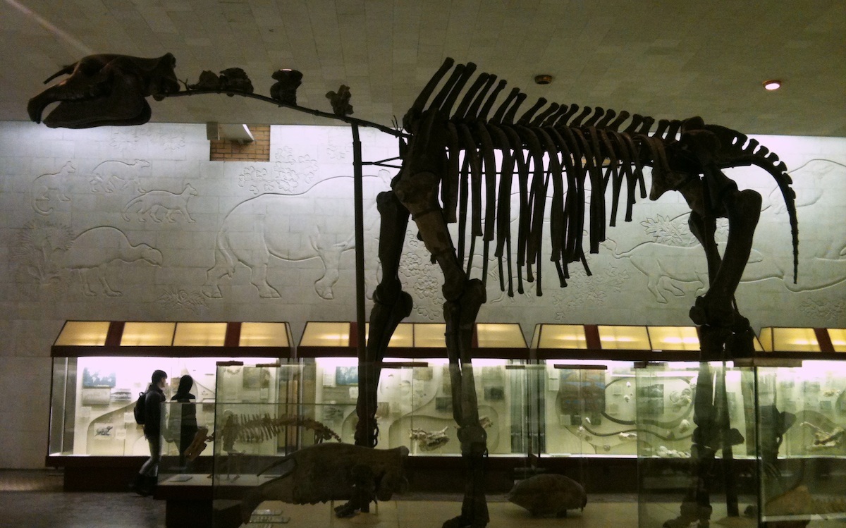 Палеонтологический музей спб фото