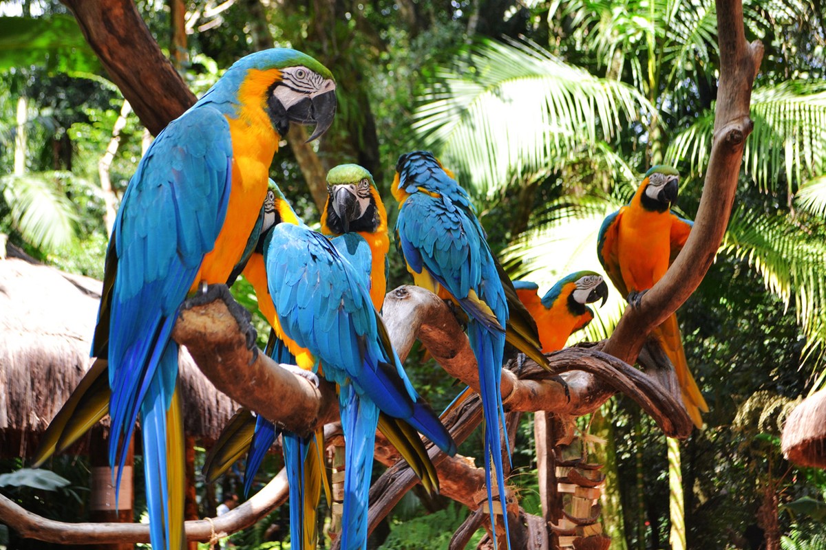Парк птиц Бразилия Игуасу