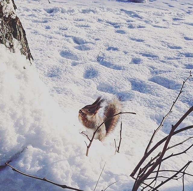 Отель воздвиженское зима