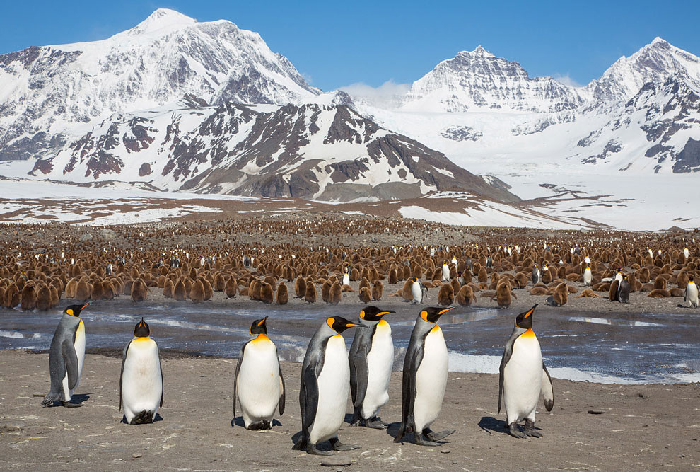 Туристов-мизантропов послали в Антарктику и на Эверест