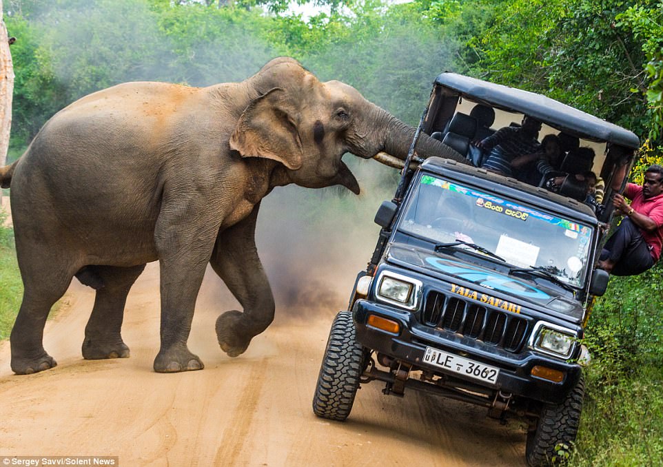 Слон напал на туристов на Шри-Ланке, отобрав у них еду