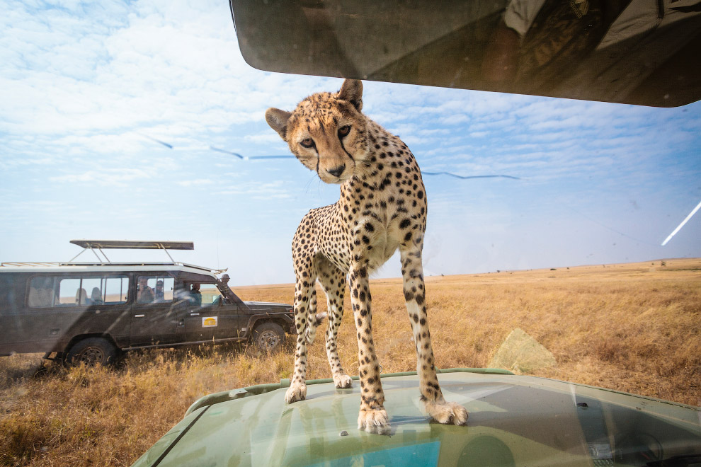 На сафари в Танзании туристы «близко познакомились» с гепардом