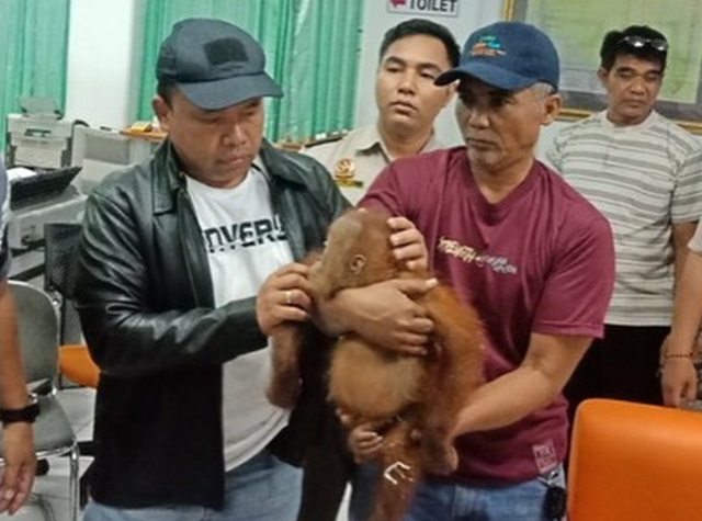 Российскому туристу грозит пять лет тюрьмы за контрабандного орангутана