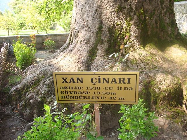 В Азербайджане ветка 500-летнего дерева придавила российских туристов