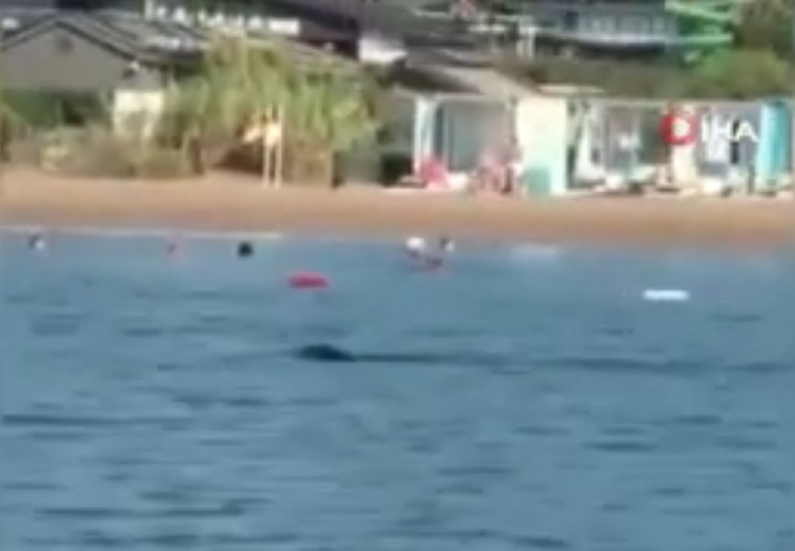 Гигантский тюлень в Анталии плавал с туристами прямо у пляжа отеля. Видео
