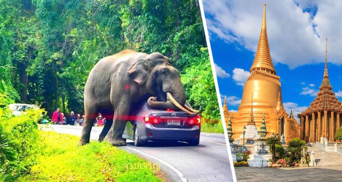 Против отеля в Таиланде подан иск на 70 миллионов рублей из-за затоптанного слоном насмерть туриста