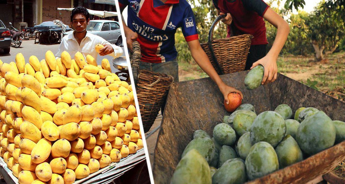 Российским туристам раскрыли секреты выбора популярного фрукта в Египте при покупке