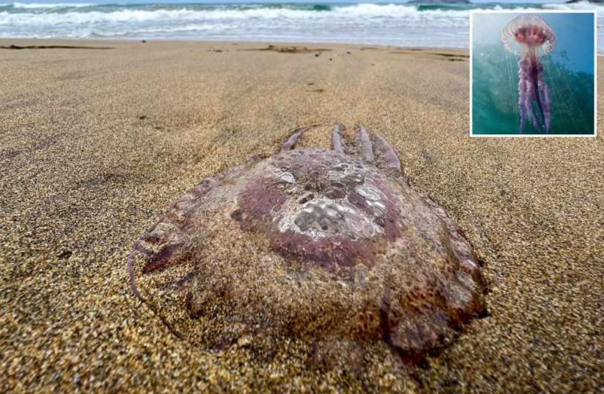 Туристам выпущено предупреждение на популярном средиземноморском курорте из-за нашествия гигантских ядовитых медуз