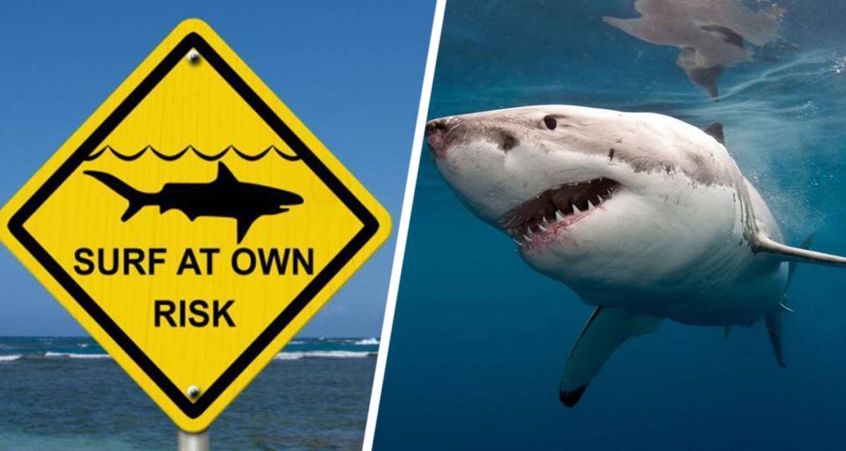 Акулы стали более агрессивными на популярных у туристов курортах: океанологи сообщили пугающую причину