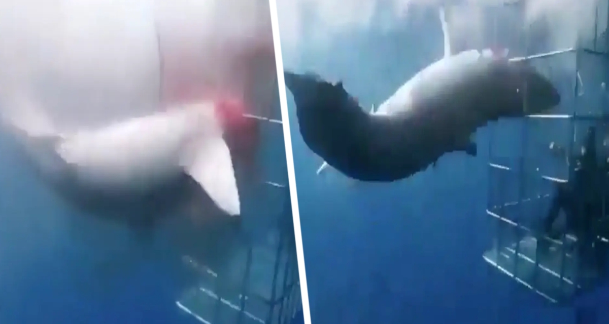 Акула убила себя в кровавом безумии, пытаясь съесть дайверов: ВИДЕО