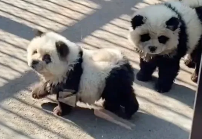Зоопарк раскрасил собак в черно-белый цвет, чтобы они выглядели как панды и привлекали больше туристов: разгорелся скандал