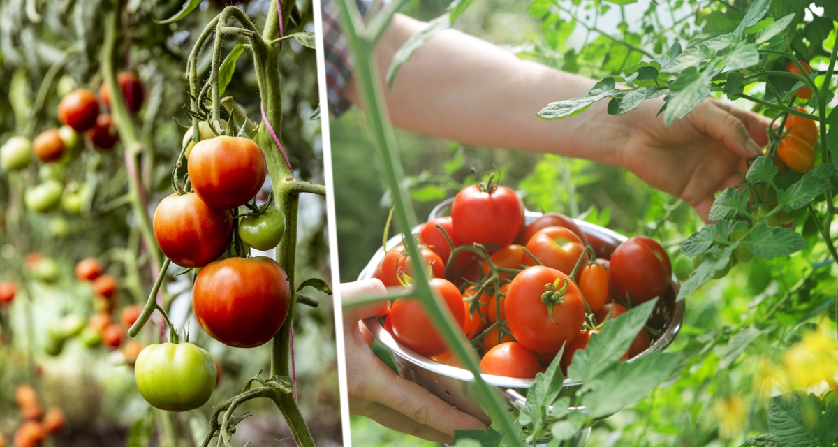 Соседка сажает помидоры в открытый грунт и у нее отличный урожай: названы три ошибки дачников, как нельзя сажать рассаду томатов