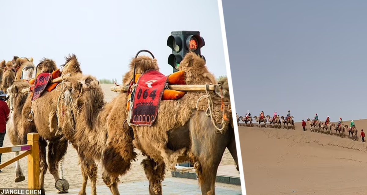 Туристов настолько много, что для туристических караванов на верблюдах установили в пустыне светофор, иначе возникают верблюжьи пробки