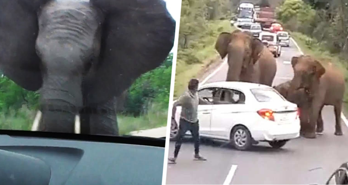 Слон вытащил туристку из автомобиля и растоптал насмерть