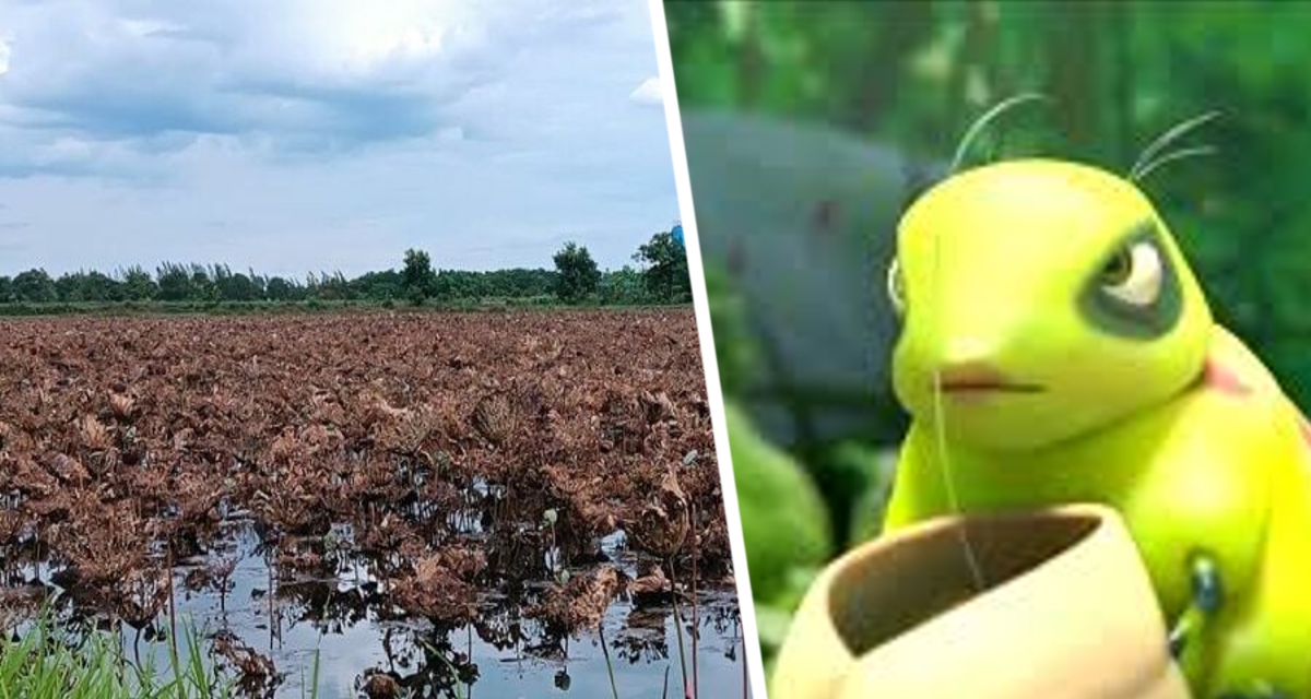 В Таиланде туристическую достопримечательность за неделю сожрало полчище гусениц