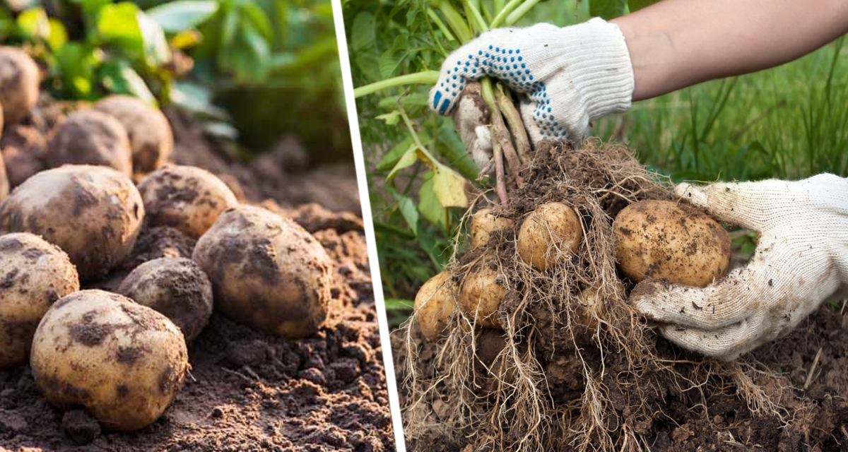 Как по размеру ботвы картофеля определить, каким будет урожай? Метод оказался очень простым