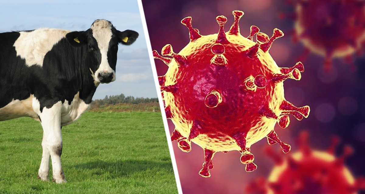 Учёные: быстро мутирующий вирус животного, которым питаются люди, создал человечеству угрозу новой пандемии
