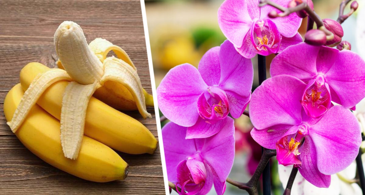 Любителям садоводства рассказали почему не стоит выбрасывать банановую кожуру: орхидеи и мирные лилии  будут цвести круглый год
