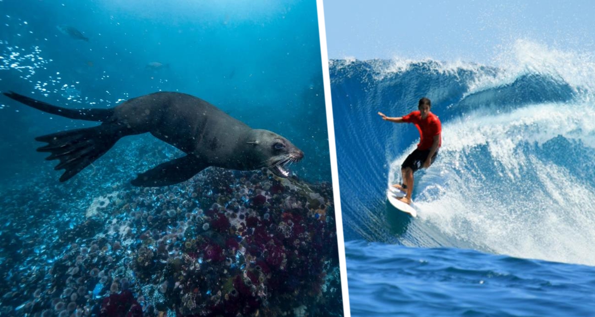 Бешеные тюлени начали нападать на серферов: найдено уже 9 морских животных, зараженных вирусом бешенства