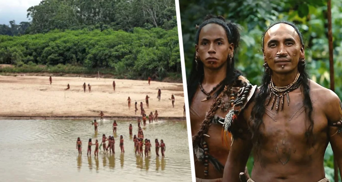 Самое изолированное племя в мире бежит из леса после приезда лесорубов: диких людей, не желающих общения с цивилизацией, выгоняют с их мест