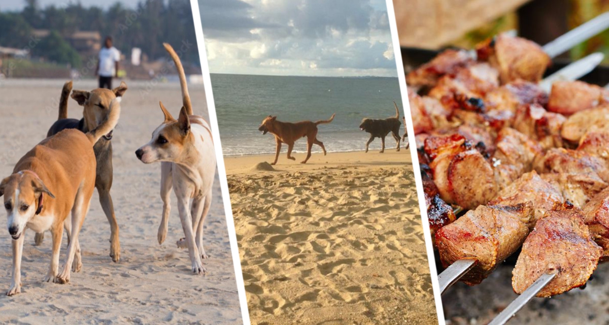 На знаменитом курорте туристов обманом заставили съесть шашлык из собаки: начались репрессии