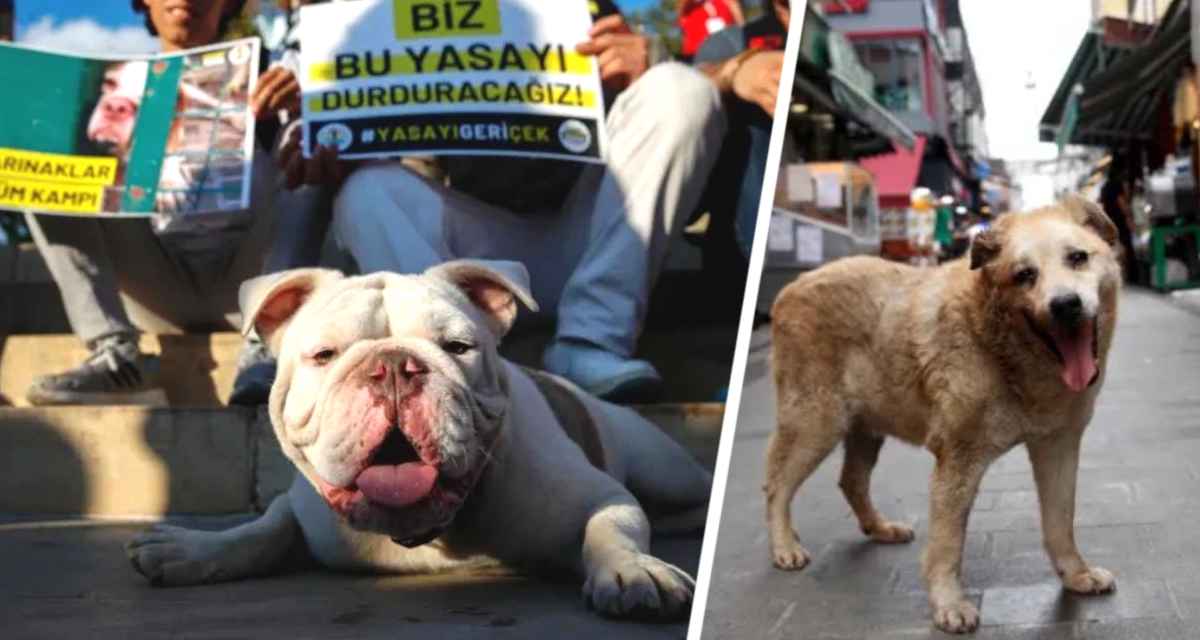 Турция одобрила «закон о массовых убийствах», по которому могут быть подвергнуты эвтаназии миллионы бездомных собак: европейские туристы уже грозят бойкотом турецких курортов