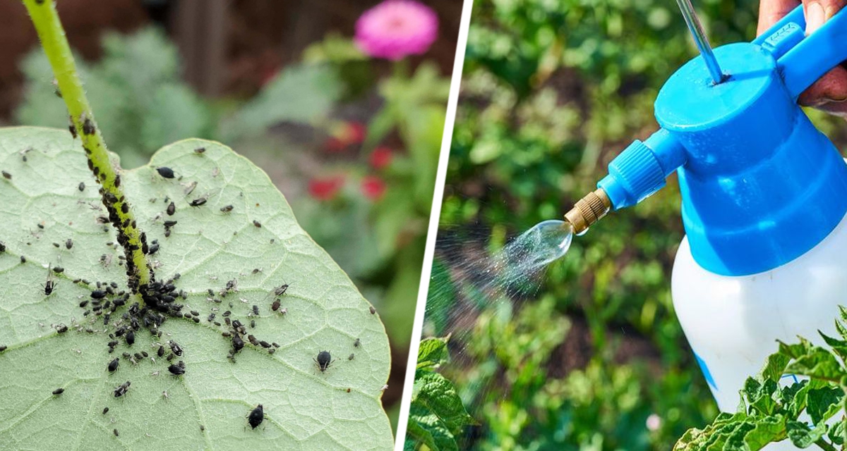 Сосед опрыскивал растения этим, практически бесплатным средством, и все муравьи с тлей исчезли бесследно