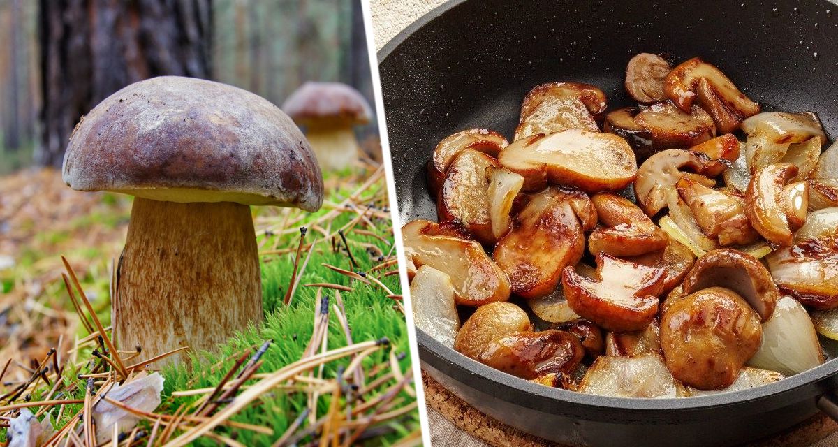 Грибной сезон начался: как собирать и обрабатывать грибы, чтобы не отравиться и не умереть? Многие правила людям не знакомы