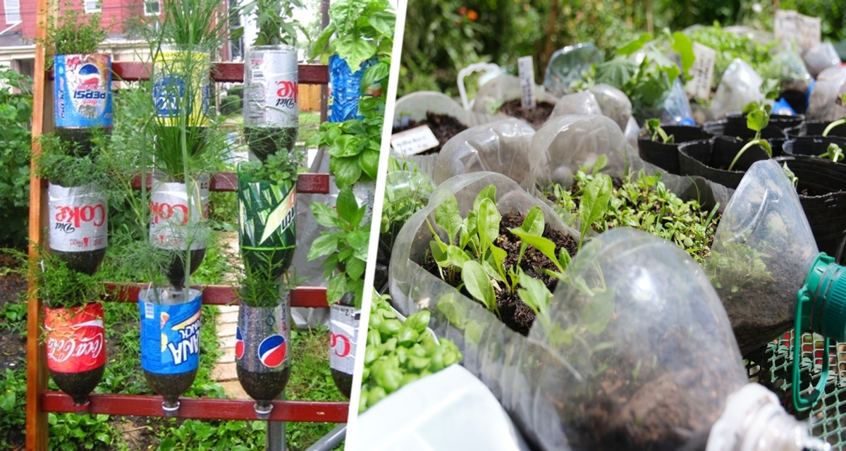 Бывалые огородники постоянно собирают пластиковые бутылки: это помогает им сделать для растений «броню»