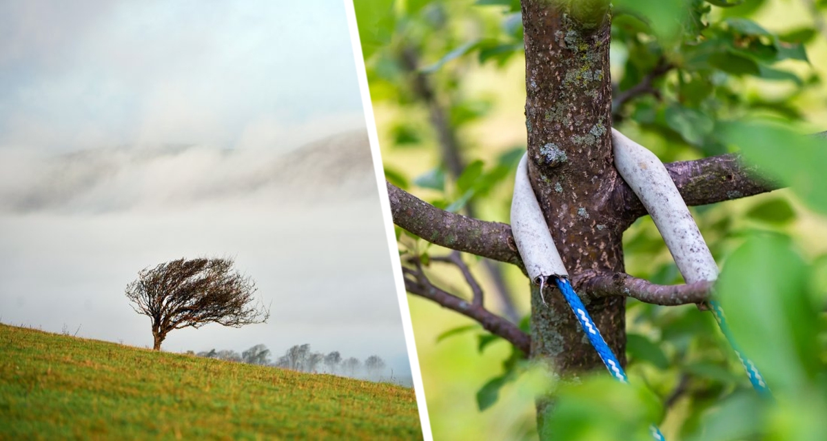 Как защитить деревья от сильных ветров, чтобы не поломало? Это делают опытные дачники