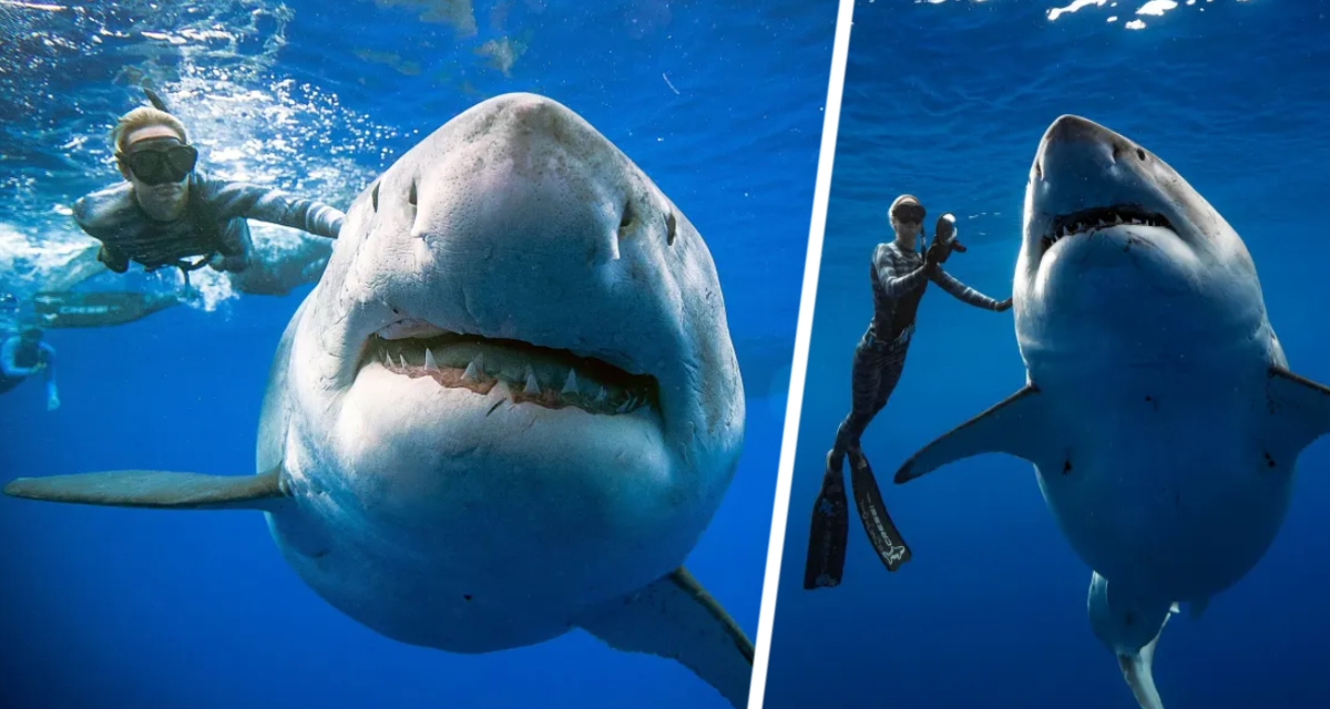 Знакомьтесь, это самая большая живущая акула в мире: Deep Blue - 50-летняя самка длиной 7 метров весит 2,5 тонны и приводит в тихий ужас и восхищение